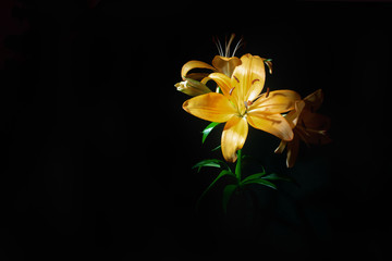 Yellow beautiful lily on a black isolated background. Copy space. Selective focus. Place for text and design.