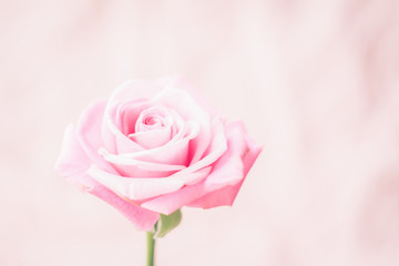 Fresh bud of pink rose on pink pastel background. Selective focus. Frame for postcards. Copy space. Close-up.
