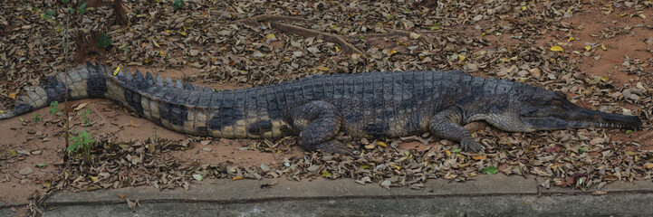 Fototapeta na wymiar Image of a crocodile on the soil. Amphibian Animals.
