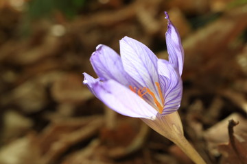 Image of autumn wild poisonous flower. Colchicum shadow. Cólchicum autumnale.