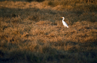 Indian Pond Heron , Paddy Bird ,Pond Herons , Bird 