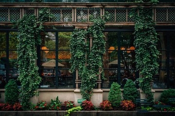 Fototapeta na wymiar Ivy and architecture at Bryant Park, in Midtown Manhattan, New York City