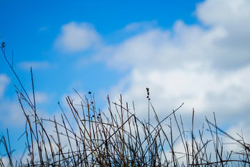 Beautiful blue sky with cloudy and tree without leaves, dry grass against the sky