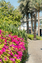 Obraz na płótnie Canvas pink beautiful bougainvillea flowers in a park, Dubai