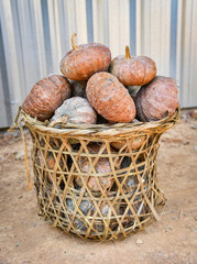 pumpkin in basket harvest of ripe pumpkin