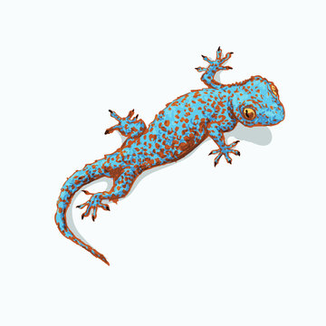 Gecko is sitting on flat gray surface.  Vector illustration isolated on background.  Reptile llustration for prints, t-shirt, books, textile, clothes