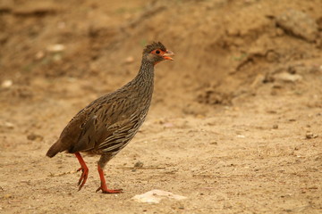 Young Red-necked Spurfowl walking on bare ground.