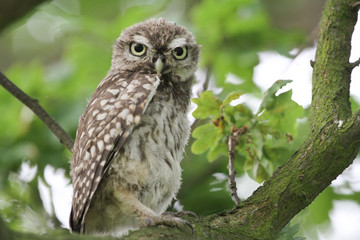 A cute baby Little Owl (Athene noctua) perched in an Oak tree.