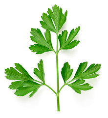 Parsley isolated on white