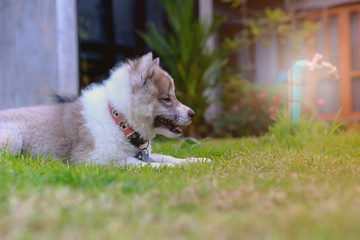 Cute puppy sitting on the green grass, Little dog on the lawn, Bangkaew Dog