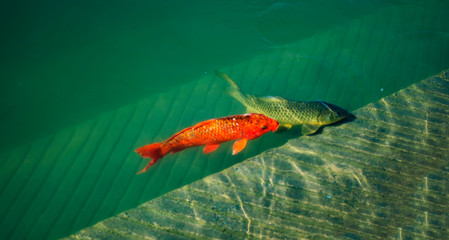 Two fish resting in the clear water of golden temple