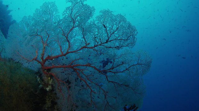 Tracking shot through a coral reef with gorgonians,Raja Ampat, Indonesia