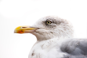 Herring gull, closeup of the head