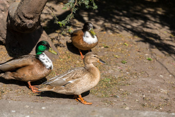 Goose on the field