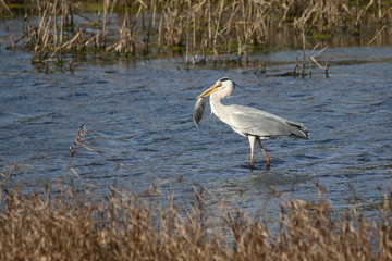 Grey heron with a large fish that is caught in a lake.