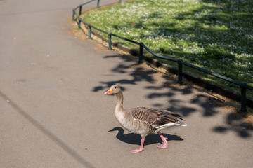 Goose on the road