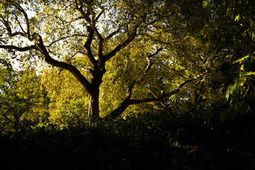 Fototapeta premium tree in the sun