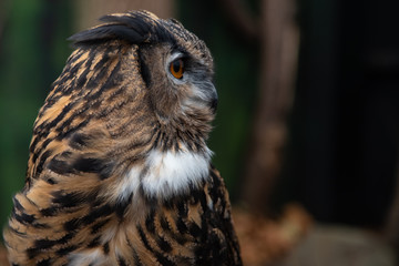 owl portrait