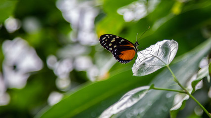 butterfly