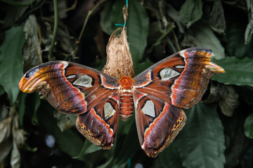 open wings moth
