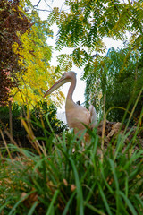 pelican at the garden