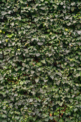Fototapeta na wymiar An ivy wall in Naples, Italy