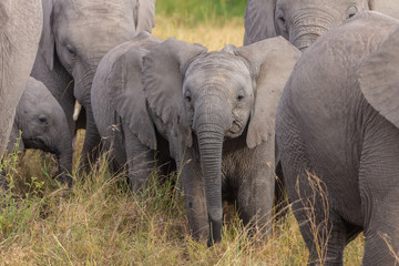 Elephant herd