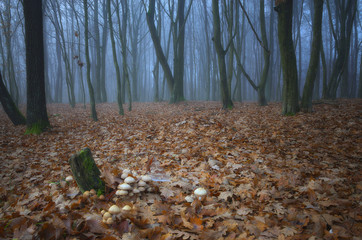 Niebieski las © Tomek Kiecana