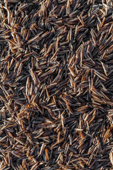 Scheidenmuscheln am Strand