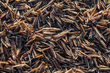 Scheidenmuscheln am Strand