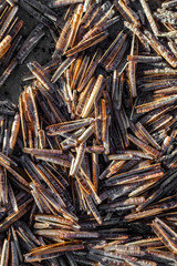 Scheidenmuscheln am Strand