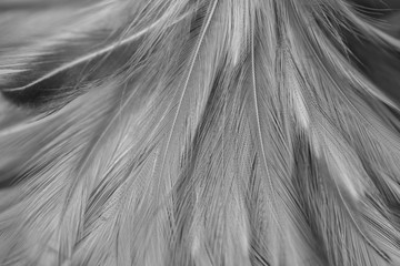 Blur Bird chickens feather texture for background, Fantasy, Abstract, soft color of art design.