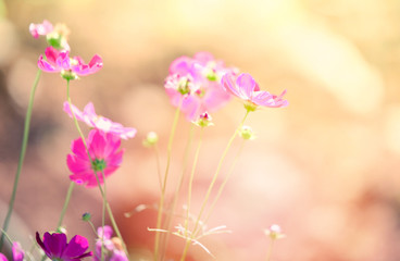 Fototapeta na wymiar field cosmos flower / colorful of cosmos plant blooming spring flower garden