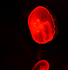 jellyfish swimming / Sea Moon jellyfish red swimming marine life underwater ocean