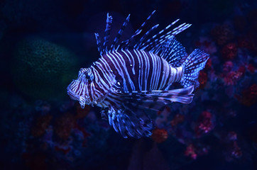Naklejka na ściany i meble Lion fish swimming marine life underwater ocean