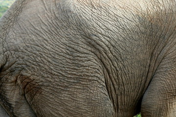 Close up of the grey wrinkled hide of an African elephant.