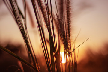 Colorful flowers grass made with gradient for background,Abstract,texture,Soft and Blurred style.postcard.