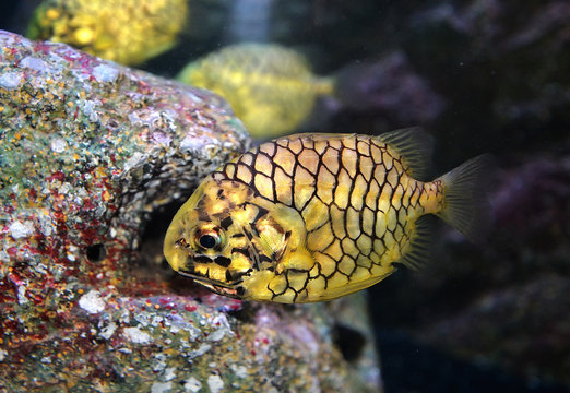 pineapple fish or Cleidopus gloriamaris