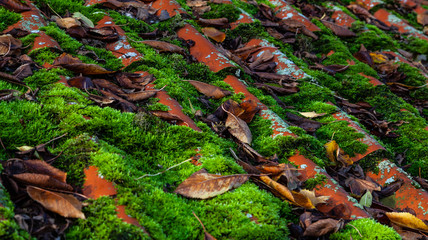 Moos und Laub auf einem Hausdach