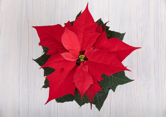 red Poinsettia christmas flower
