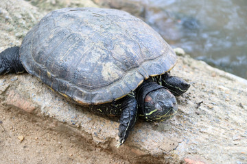 Asian box turtles it is a slow-moving reptile, enclosed in a scaly or leathery domed shell into which it can retract its head and thick legs.