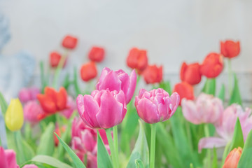 Close up.Beautiful Pink tulips blooming in garden,Tulip flower with green leaf background in tulip field at spring.