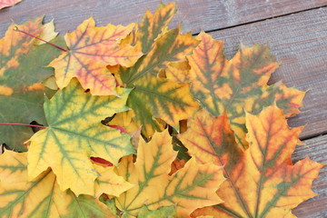 Autumn leaves on the boards