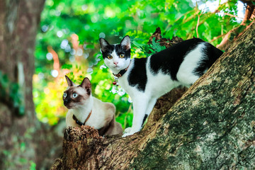 Siamese cats climb trees to catch squirrels. But it can not climb down