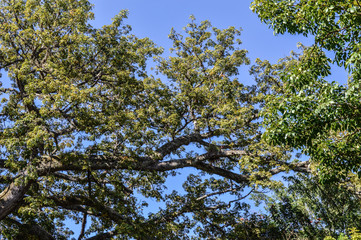 branches of trees and blue sky