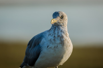 Pigeon 