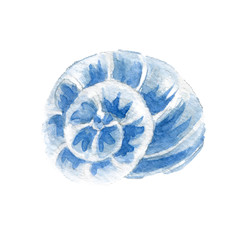 Sea Shell