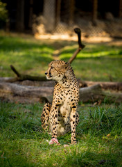 Cheetah