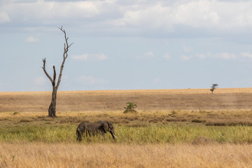 Fototapeta na wymiar Elephant in der Savanna