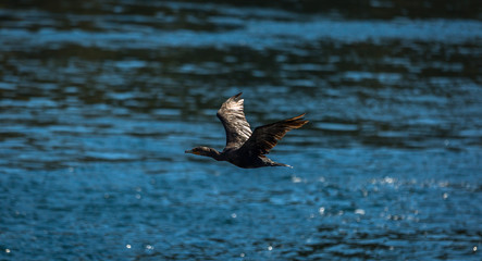 Flying Duck